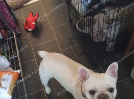 Female French bulldog for sale