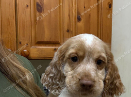 Ready now. 1 boy, 2 girls.Sprocker Puppies. &pound;650