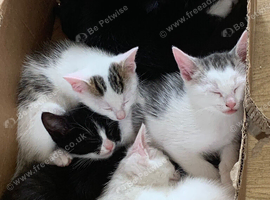Little bundles of fun looking for new home