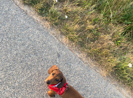 Minature dachsund
