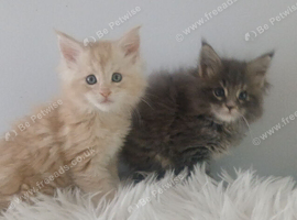 Pedigree Maine coon kittens