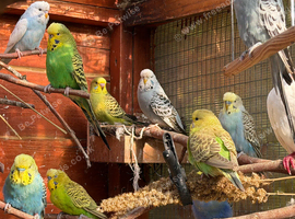 Juvenile Budgies - Aviary reared