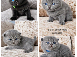British shorthair kittens