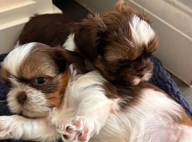 ONLY 1 LEFT 3 gorgeous Imperial Shih Tzu puppies