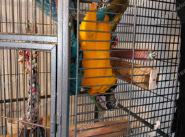 Blue and gold macaw