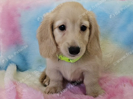 Cream long haired miniatures READY NOW