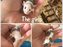 3 baby female fancy mice for sale