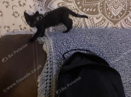 Beautiful pitch black kitten