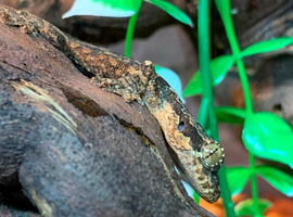 Flying Geckos at Birmingham Reptiles