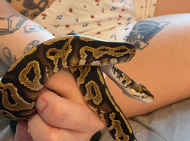 6 Ball pythons