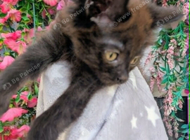 Persian cross  Fluffy Dark Brown female kittens.  Ready to leave