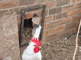 Checkered leghorn Cockeralls