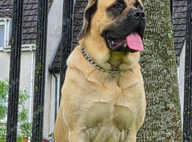 Old English Mastiff 1year old
