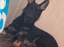 selling my puppy