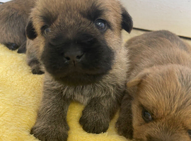Quality KC  Reg Cairn Terrier puppies