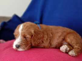 Cockapoos F1 Puppies