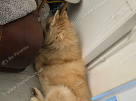 Siberian husky