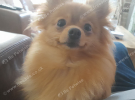 Pomeranian