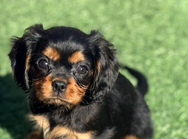 Black tan male left - health tested & kc reg