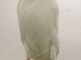 Joblots canary&rsquo;s available