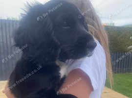 Well bred cocker spaniel pups &pound;500