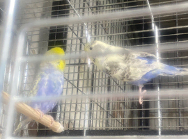 Budgies