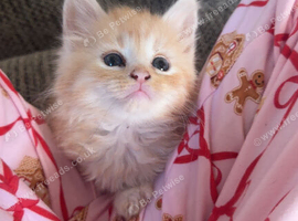 Beautiful 3/4 Maine coon kittens