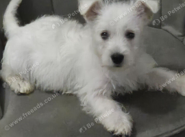 Westie boy