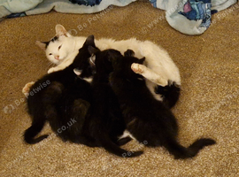 4x Beautiful Black and White Boy Kittens s