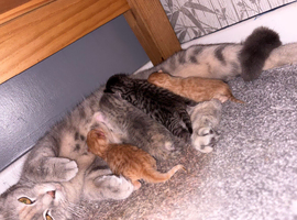 Male tabby kitten