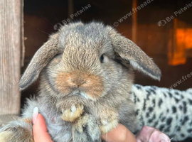 Gorgeous mini lop babies