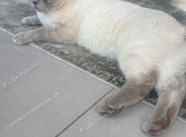 Handsome 4-Year-Old British Shorthair Male - Milano