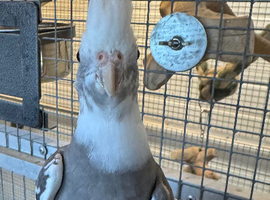 Semi tame cockatiel
