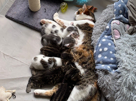 Female Mixed Colours Kitten