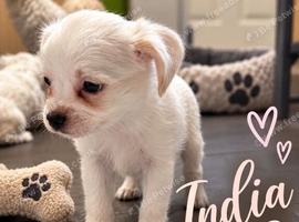 Jackapoo x malchi