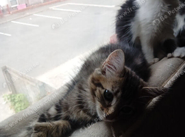 Polydactyl kittens for sale