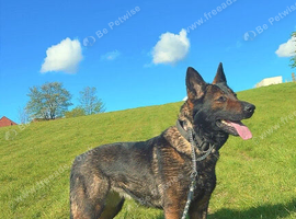Female german shepherd