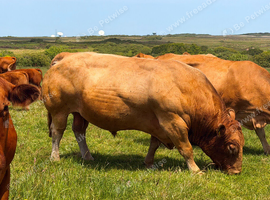 Experienced South Devon Stock Bull
