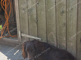Cocker spaniels