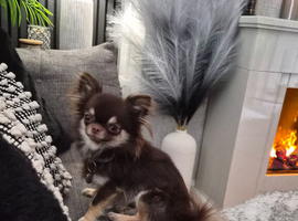 Tiny quality Choc/tan male Chihuahua