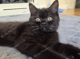 Adorable BSH for sale