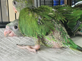 Hand reared babies forsale