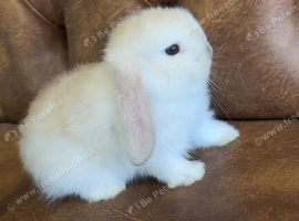 Rare colour female mini Lop