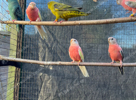Lineolated Parakeets
