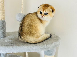 Gold chinchilla Scottish fold girl