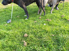 Cane corso coming soon