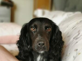 Cocker spaniel puppies