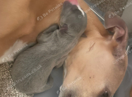 Stunning blue whippet bitch puppy for sale