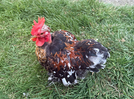 rooster chicken