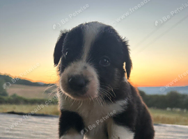 Border collie pups